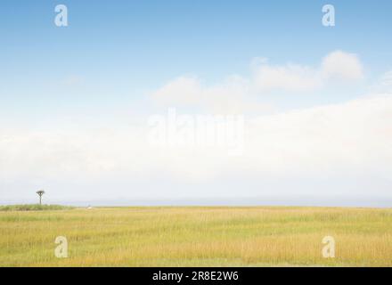 Cielo sopra l'erba vicino alla spiaggia Foto Stock