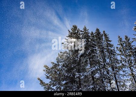 USA, Idaho, Sun Valley, sole che splende tra i pini ricoperti di neve Foto Stock