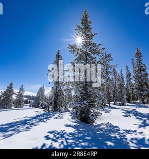 USA, Idaho, Sun Valley, sole che splende tra abeti ricoperti di neve Foto Stock