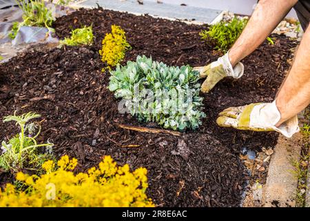 Installazione di materiale di tessuto di controllo delle erbacce e pacciame di corteccia in un giardino residenziale per controllare la diffusione delle erbacce Foto Stock