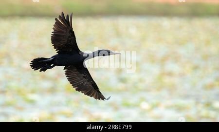 Shag indiano (Phalacrocorax fuscicollis) che mostra l'apertura alare completa in volo, uccello cormorano dagli occhi blu che vola contro il lago sullo sfondo. Foto Stock
