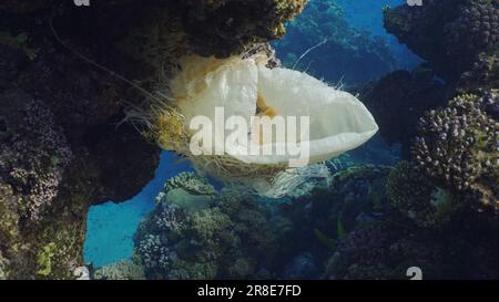 Inquinamento di plastica, primo piano del sacchetto di plastica appeso al reef. Un vecchio sacco acrilico bianco appeso sulla barriera corallina e ondate in corrente di acqua, Mar Rosso, Egitto Foto Stock