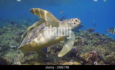 Le grandi tartarughe del Mare Verde (Chelonia mydas) nuotano sopra la cima della barriera corallina intorno a banchi galleggianti di pesci tropicali nelle giornate di sole, Mar Rosso, Egitto Foto Stock