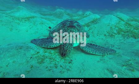 Mar Rosso, Egitto. 17th giugno, 2023. Tartaruga marina che pascola sul fondale marino, slow motion. Great Green Sea Turtle (Chelonia mydas) mangiare alghe verdi su prato di palude, Mar Rosso, Egitto (Credit Image: © Andrey Nekrasov/ZUMA Press Wire) SOLO USO EDITORIALE! Non per USO commerciale! Foto Stock