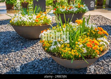 Belle piante colorate in vaso e fiori in un grande vaso di fiori in gres per balcone, patio o terrazza Foto Stock