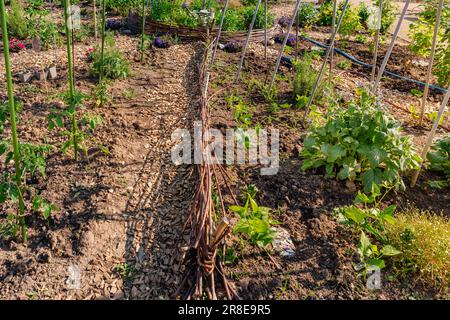 Giardino naturale di verdure cortile con recinto salice come confine per i letti Foto Stock