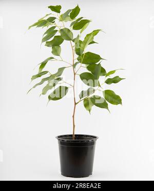 Un piccolo taglio di ficus benjamina in una pentola di plastica nera isolata su sfondo bianco Foto Stock