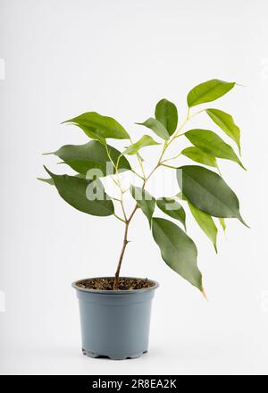 Un piccolo taglio di ficus benjamina in una pentola di plastica grigia isolata su sfondo bianco Foto Stock