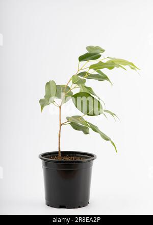 Un piccolo taglio di ficus benjamina in una pentola di plastica nera isolata su sfondo bianco Foto Stock