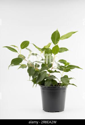 Un piccolo taglio di ficus benjamina in una pentola di plastica nera isolata su sfondo bianco Foto Stock