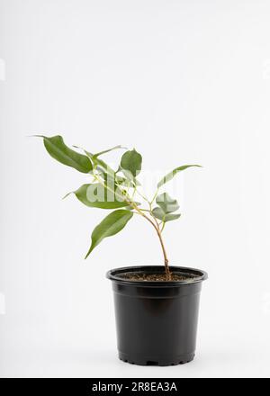 Un piccolo taglio di ficus benjamina in una pentola di plastica nera isolata su sfondo bianco Foto Stock