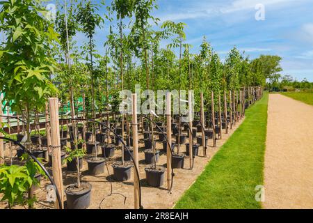 File di alberi giovani in pentole di plastica con sistema di irrigazione dell'acqua, vivaio dell'albero Foto Stock