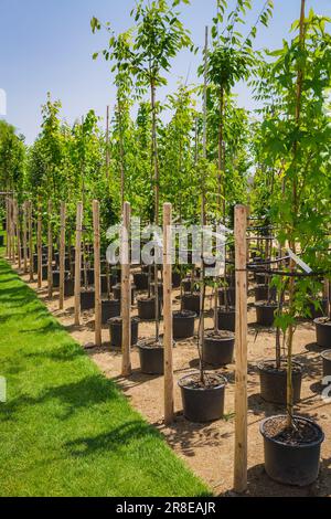 File di alberi giovani in pentole di plastica con sistema di irrigazione dell'acqua, vivaio dell'albero Foto Stock