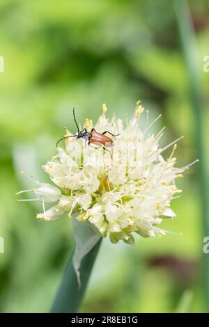 Un coleottero rosso con baffi lunghi si nutre di una cipolla in fiore. Un coleottero mustachioato su fiori bianchi. Insetti selvatici. Foto Stock