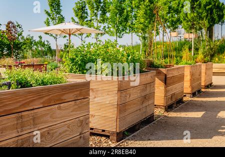 Orto con letti rialzati in legno per erbe, frutta e verdura Foto Stock
