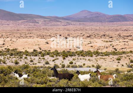 Mandria di alpaca nella remota e montuosa Altiplano boliviana tra la famosa rotta della laguna e Uyuni - in viaggio in Sud America Foto Stock