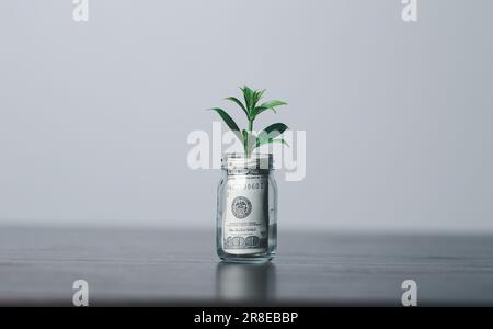 La moneta o l'albero di soldi è una crescita di affari. La pianta di affari sulle monete che crescono con una mano che indica i soldi sul tavolo. L'ambiente verde Foto Stock