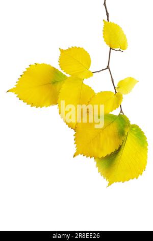 Foglie gialle su un ramoscello su uno sfondo bianco isolato. Autunno. elemento di progettazione Foto Stock