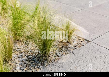 Particolare di erbe ornamentali in piccolo giardino urbano, patio o terrazza Foto Stock