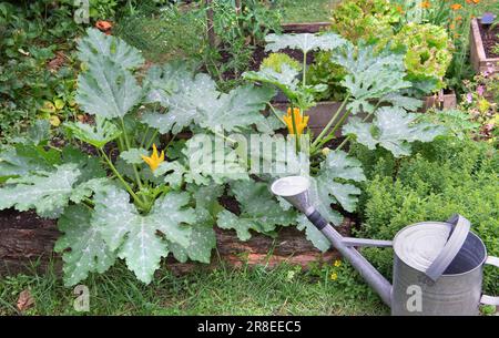 la pianta delle zucchine fiorisce in un giardino rustico con annaffiatoio in metallo Foto Stock