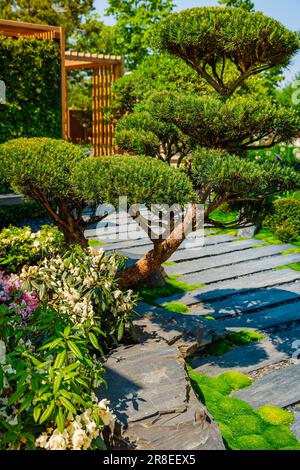 Sentiero di conifere e ardesia con pacciame di corteccia e piante native in giardino giapponese. Concetto di giardinaggio e di architettura paesaggistica. Foto Stock