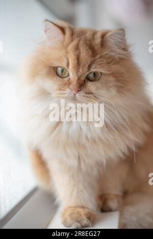 Golden British Long hair Cat front shot e gatto che guarda in basso Foto Stock