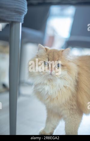 Gatto britannico dorato che guarda la macchina fotografica Foto Stock