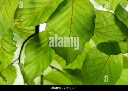 sfondo verde brillante con foglie Foto Stock