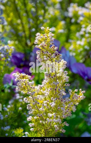 Macro di un'erica di albero fiorito bianco Foto Stock