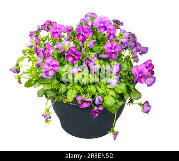 Primo piano di fiori isolati viola potetto Foto Stock