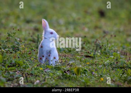 Un coniglio bianco seduto in un lussureggiante campo erboso verde con le sue orecchie appollaiate e il suo naso gemito, alla ricerca di qualcosa nell'ambiente Foto Stock