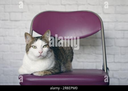 Ritratto di un gatto anziano seduto sulla sedia contro la parete. Foto Stock