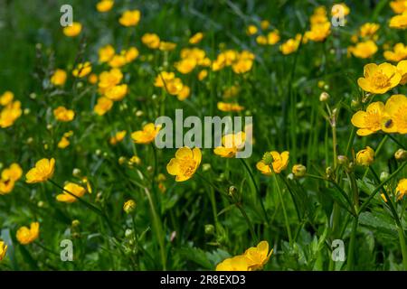 Primo piano di Ranunculus repens, il ranuncolo strisciante, è una pianta fiorente della famiglia ranunculaceae, nel giardino. Foto Stock