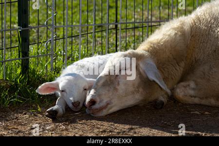 Amare pecora Katahdin prendere un pisolino con il suo giovane agnello bianco Foto Stock