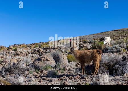 Lama sotto il vulcano Tunupa vicino al villaggio di Coqueza, ai margini delle più grandi distese saline del mondo, il Salar de Uyuni in Bolivia Foto Stock