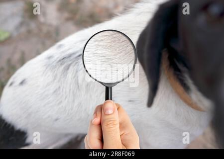 Primo piano della lente d'ingrandimento che mette a fuoco sulle pulci sulla pelliccia del cane Foto Stock