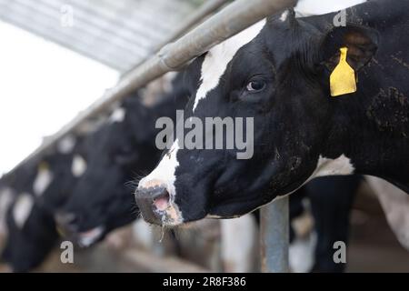 Mucche in una fattoria, mucche da latte che si stende sul fieno fresco, concetto di fattoria moderna cowshed Foto Stock