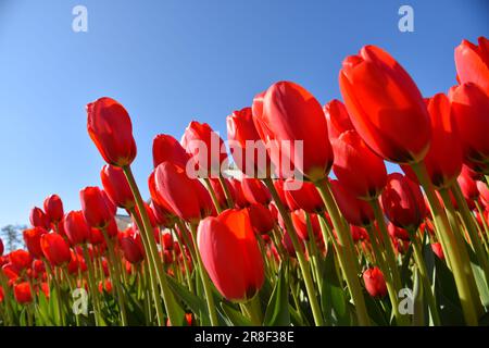 Den Helder, Netherlands. April 30, 2022. Flowering tulip fields, seen from a frog's perspective. High quality photo Foto Stock