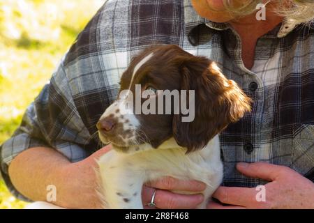 I cuccioli di Spaniel gradiscono essere tenuti Foto Stock