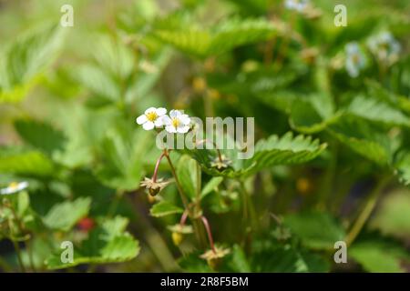 Fiori di fragola bianca (Fragaria pesca) nel giardino. Fiori di fragola. Foto Stock