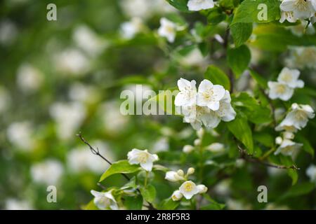 Philadelphus coronarius in giardino primaverile, è una pianta ornamentale popolare ampiamente coltivata. Messa a fuoco selettiva. Foto Stock