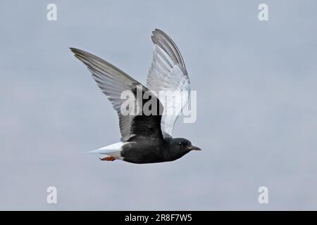 Bianco-alare Nero Tern (Chlidonias leucopterus) Colney GPS Norfolk Giugno 2023 Foto Stock