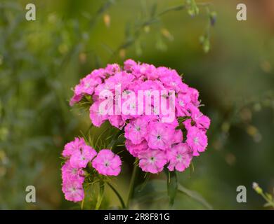 Bel fiore di garofano turco rosa cresce nel letto di fiori Foto Stock