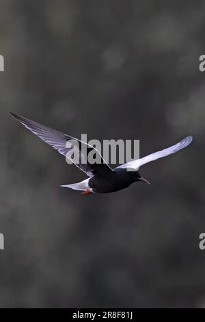 Bianco-alare Nero Tern (Chlidonias leucopterus) Colney GPS Norfolk Giugno 2023 Foto Stock