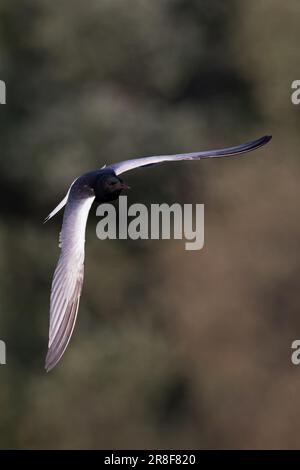 Bianco-alare Nero Tern (Chlidonias leucopterus) Colney GPS Norfolk Giugno 2023 Foto Stock