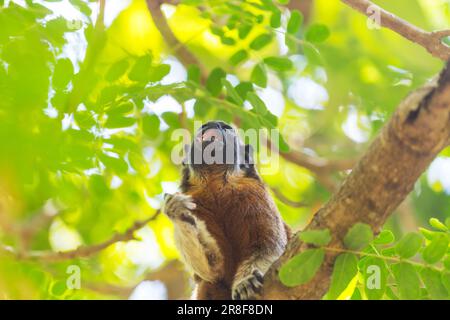 Tamarin cotone per adulti, oedipus Saguinus, seduto su un albero in Colombia Foto Stock