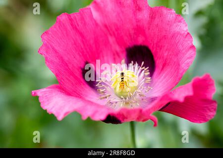 Sorvolare britannico su un Opium Poppy, Papaver somniferum fiore. Dorset, Inghilterra Foto Stock