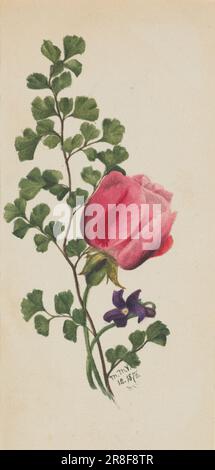 Rosa con violetta 1876 di Mary Vaux Walcott, nata Philadelphia, PA 1860-morto St. Andrews, New Brunswick, Canada 1940 Foto Stock