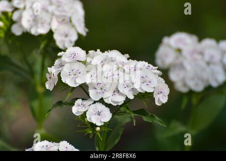 Bel fiore bianco turco garofano cresce in letto di fiori Foto Stock