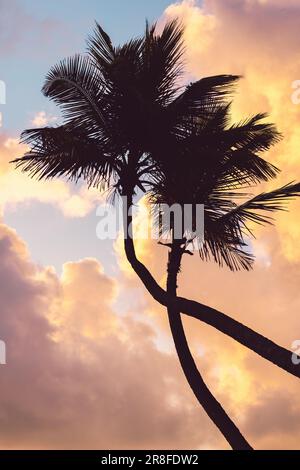 Silhouette di palme contro nuvole panoramiche e cielo durante il tramonto tropicale. L'alba dell'isola caraibica e la palma Foto Stock